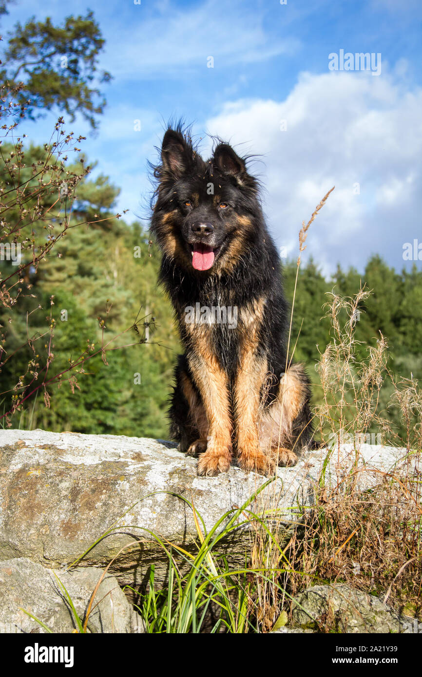 Il vecchio pastore tedesco dog sitter su scogli su una soleggiata giornata autunnale Foto Stock