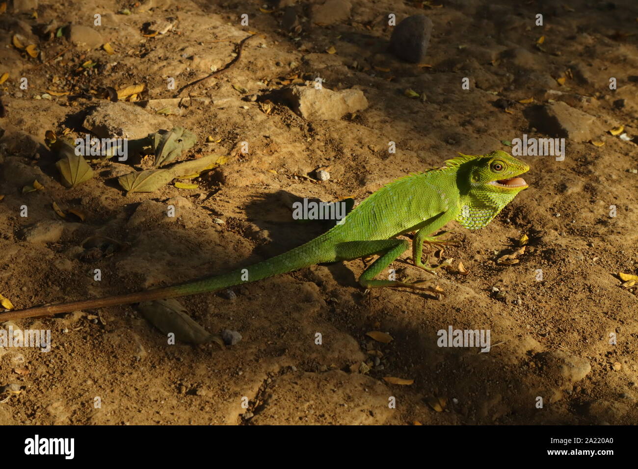 Foto di un camaleonte nella massa tra le ombre Foto Stock