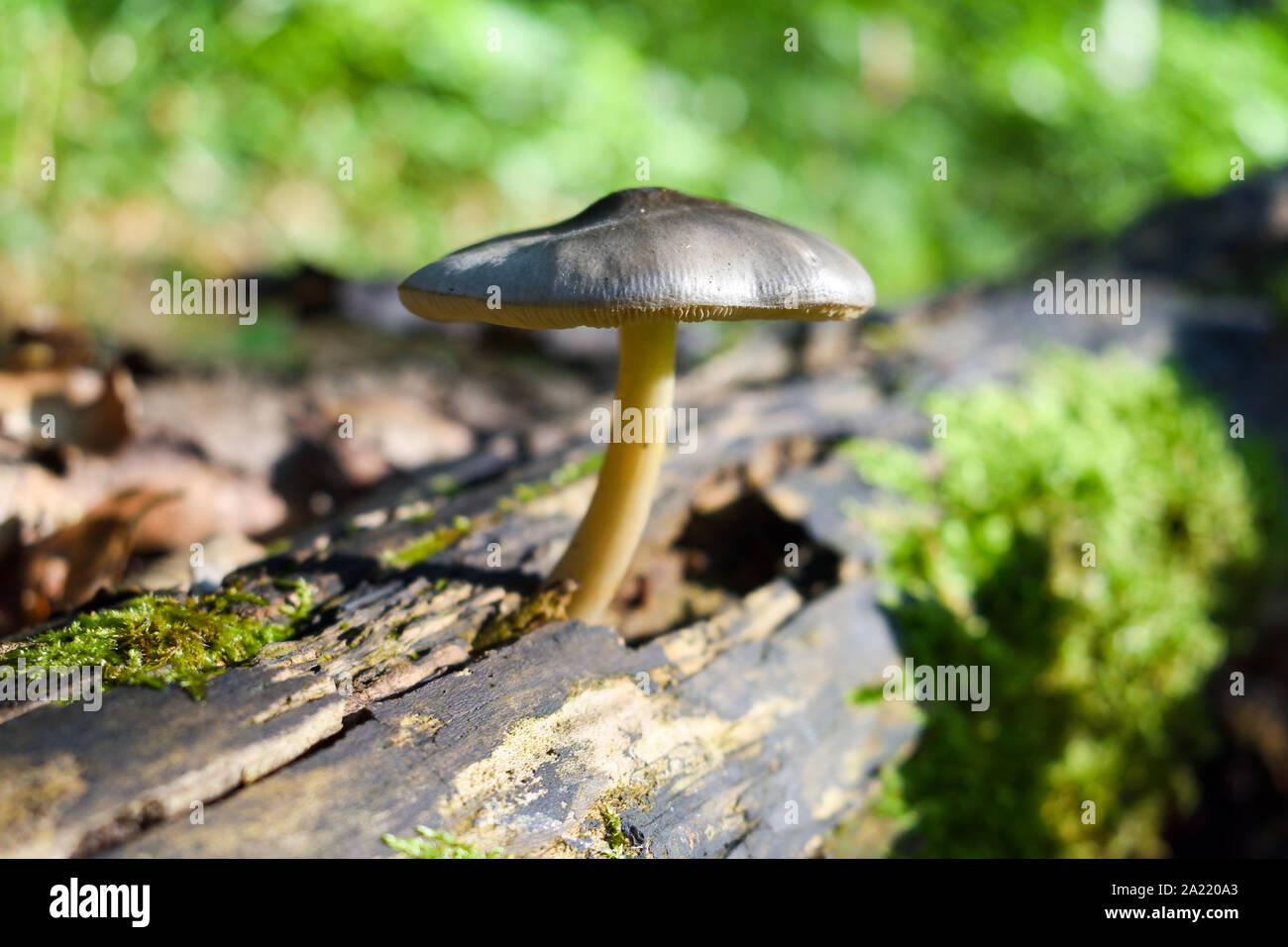 Un primo piano di colore grigio-marrone cresce a fungo sul lato di un marciume tronco di albero. Foto Stock