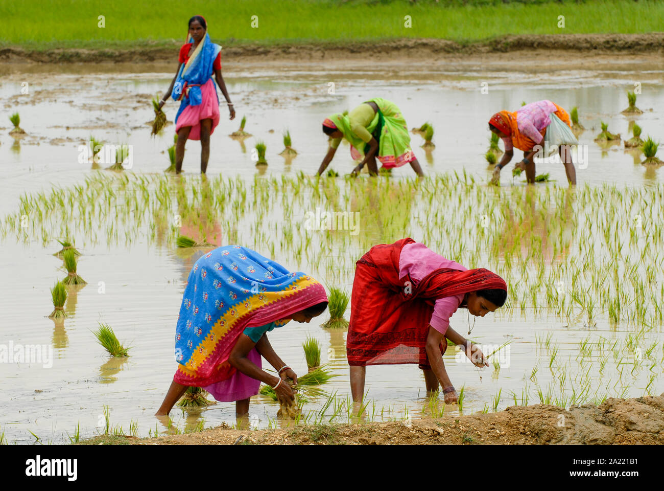 INDIA Westbengal, villaggio Gandhiji Songha , SRI la coltivazione del riso, il reimpianto di pianticelle di riso da vivaio di rainfed risaia durante il monsone / INDIEN Westbengalen , Dorf Gandhiji Songha , Landwirtschaft, SRI Reisanbau, Umpflanzen von Reissetzlingen Monsun im Foto Stock