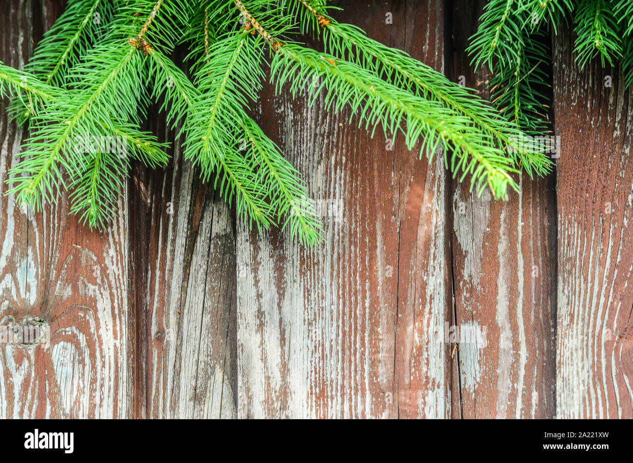 I rami degli alberi su sfondo di legno. Foto con spazio per foto per gli auguri di Natale. Foto Stock