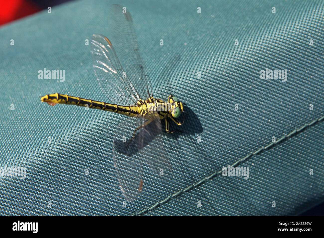 Goldenring balcanica Dragonfly, Cordulegaster, su una sedia su una nave da crociera, Panchevo, Serbia. Foto Stock