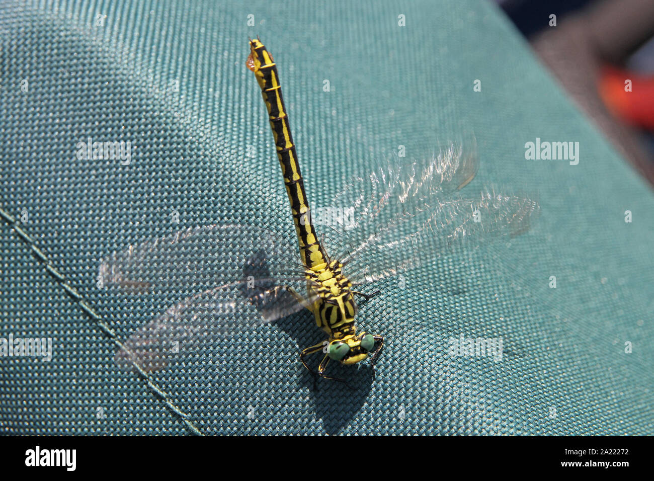 Goldenring balcanica Dragonfly, Cordulegaster, su una sedia su una nave da crociera, Panchevo, Serbia. Foto Stock