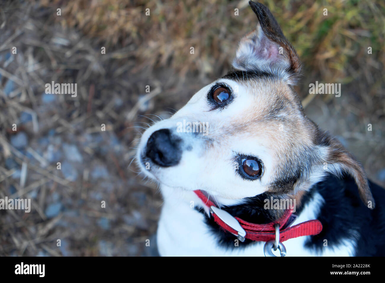 Jack Russell cane terrior ritratto cercando in telecamera KATHY DEWITT Foto Stock