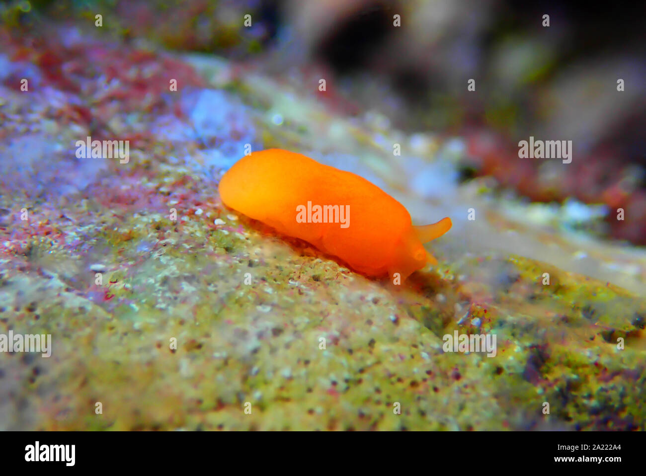 Arancione Seaslug Decorazione caramelle - Berthellina delicata/citrina Foto Stock