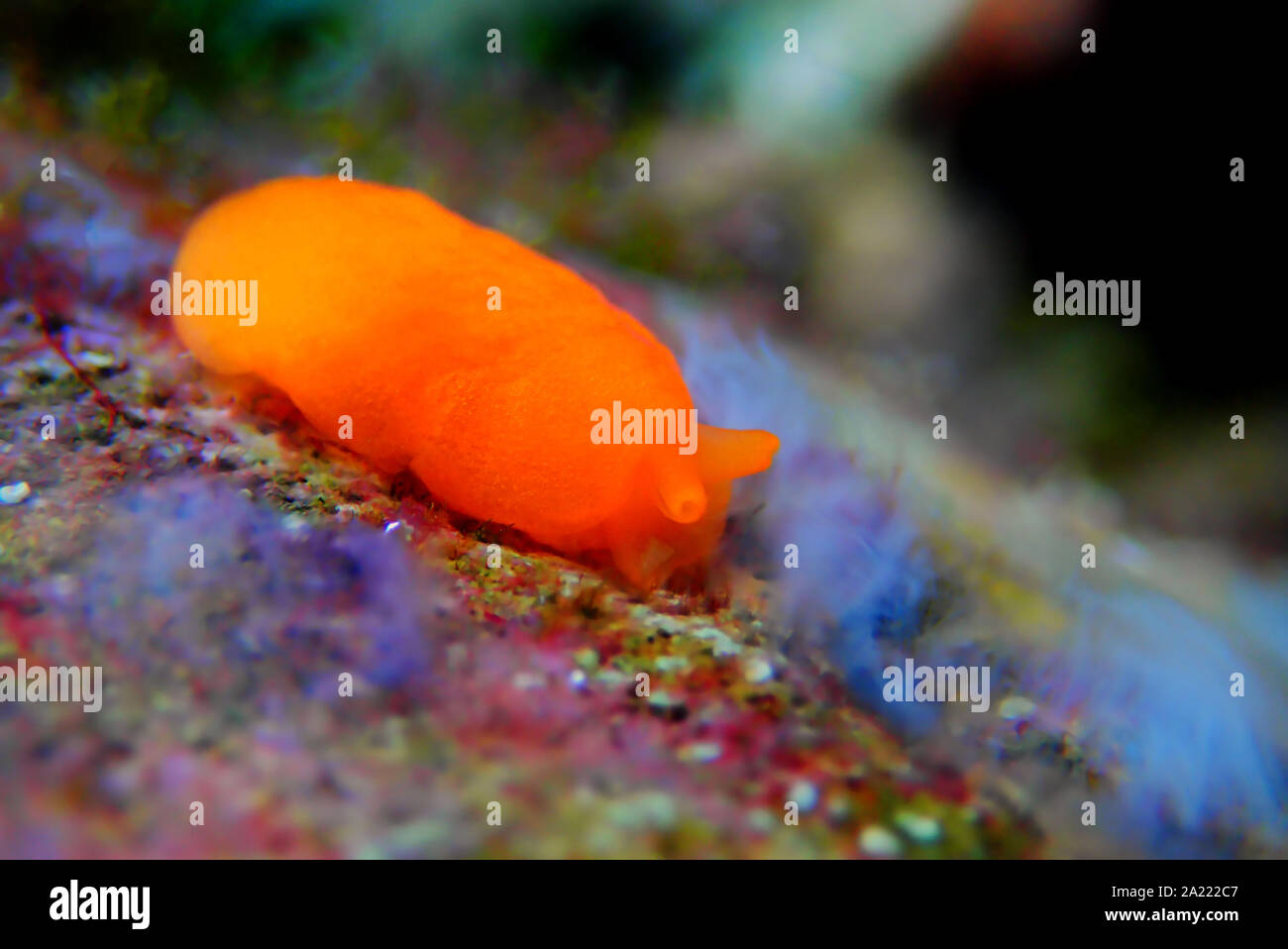 Arancione Seaslug Decorazione caramelle - Berthellina delicata/citrina Foto Stock