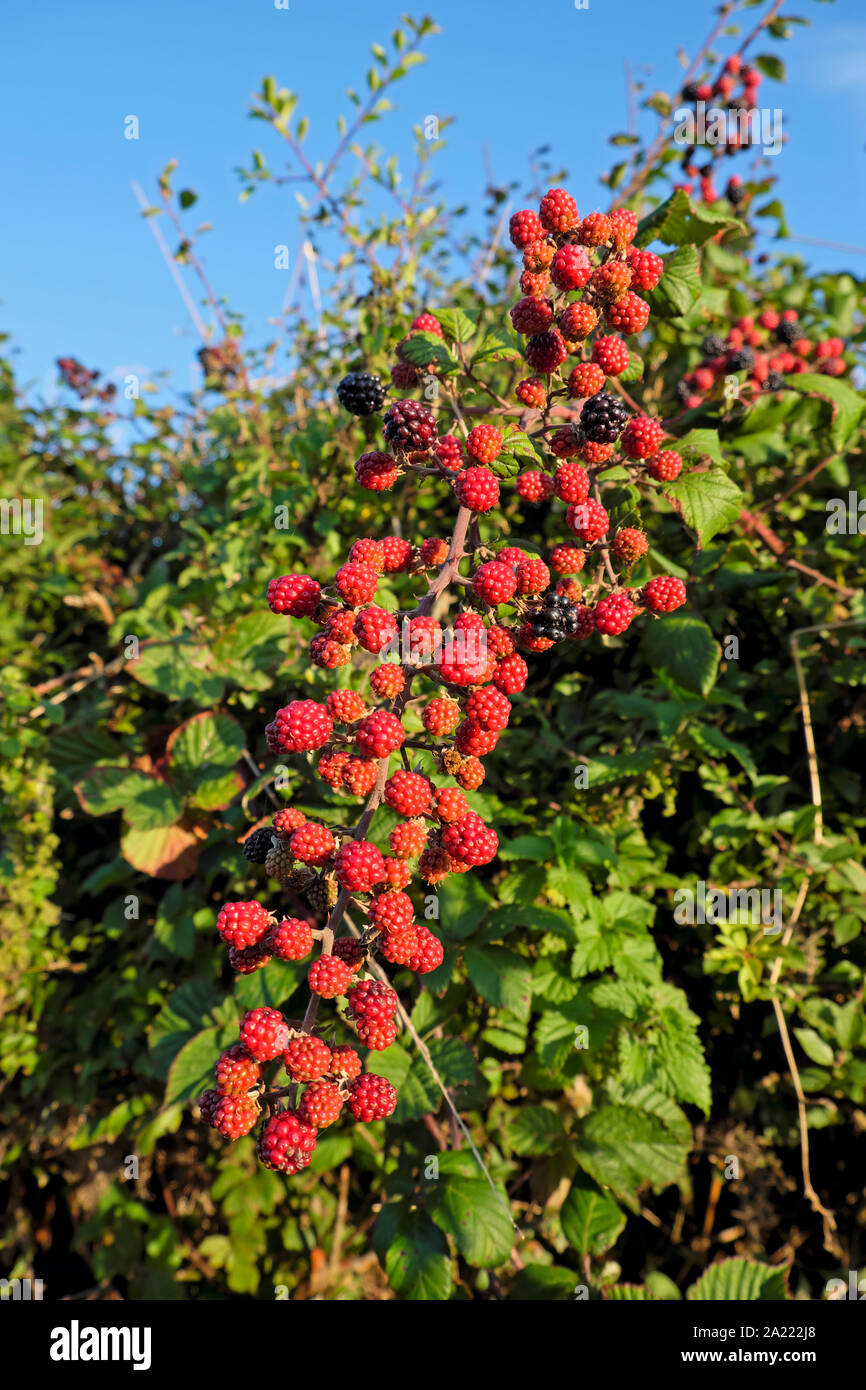 More rosse non maturate che crescono in un riccio a Marloes in autunno Pembrokeshire Galles occidentale Regno Unito settembre 2019 KATHY DEWITT Foto Stock