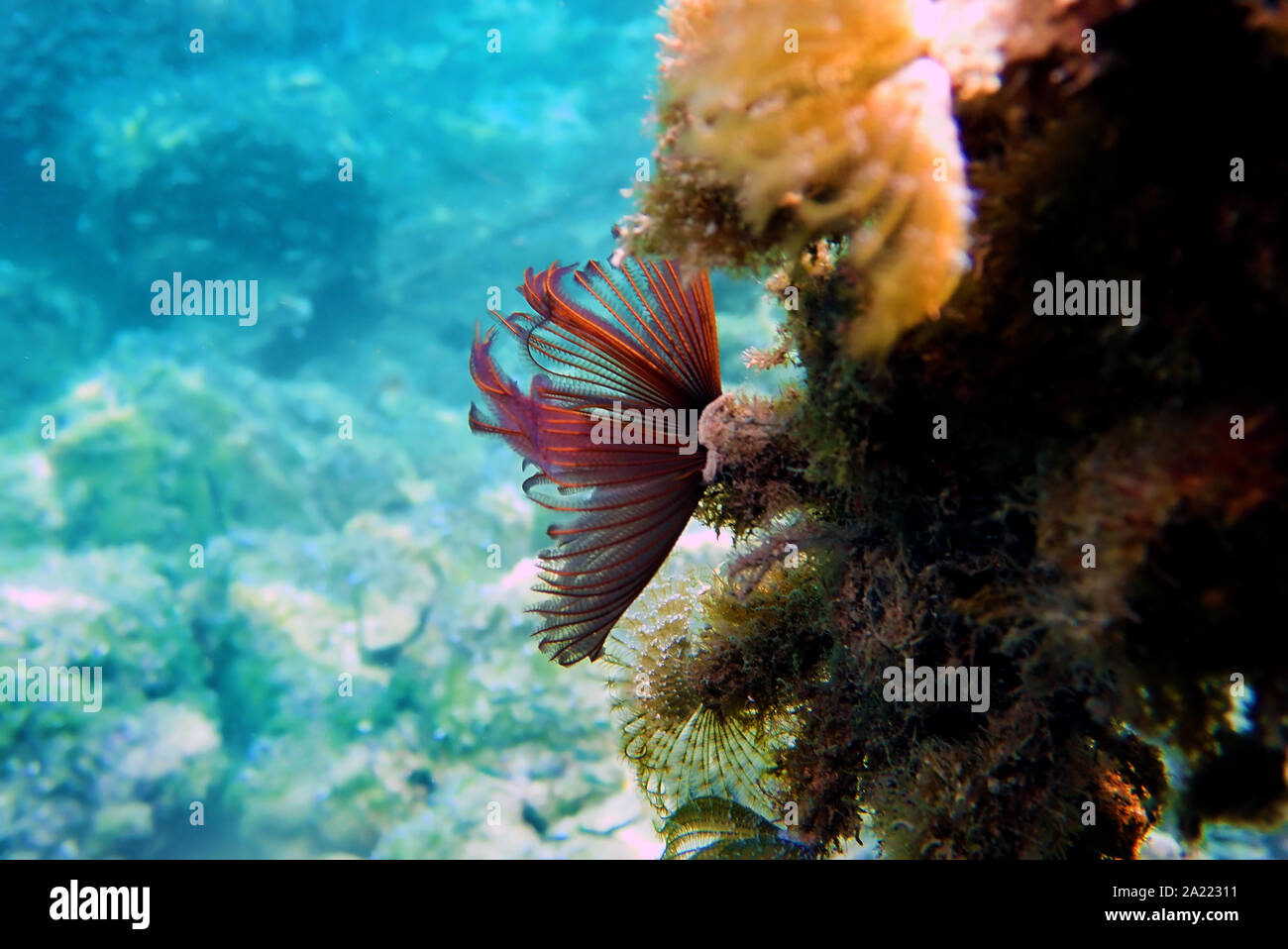 Rosso/viola Feather duster tubeworm - Branchiomma luctuosum Foto Stock