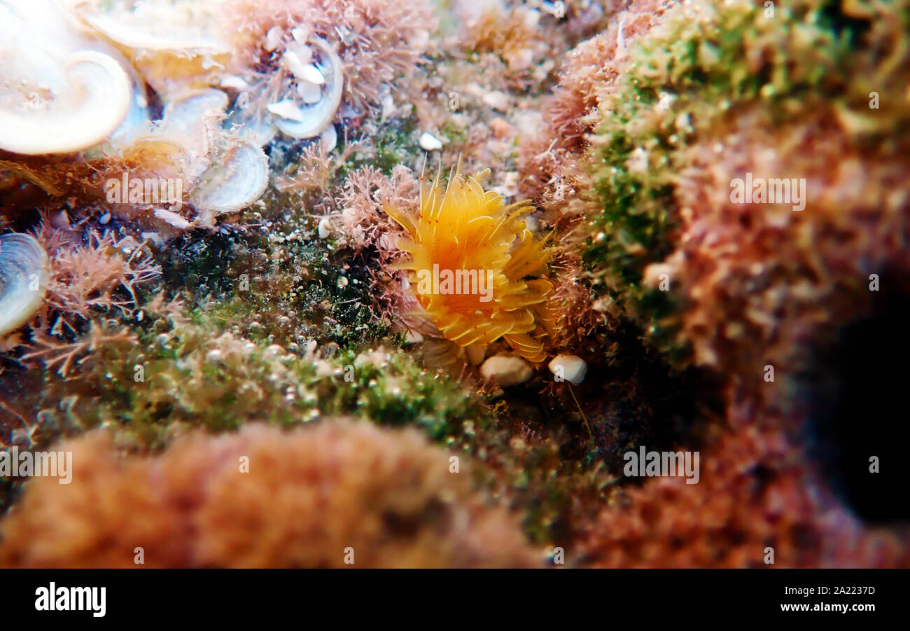 Giallo Mediterraneo Tubeworm a ferro di cavallo - (Protula tubularia) Foto Stock