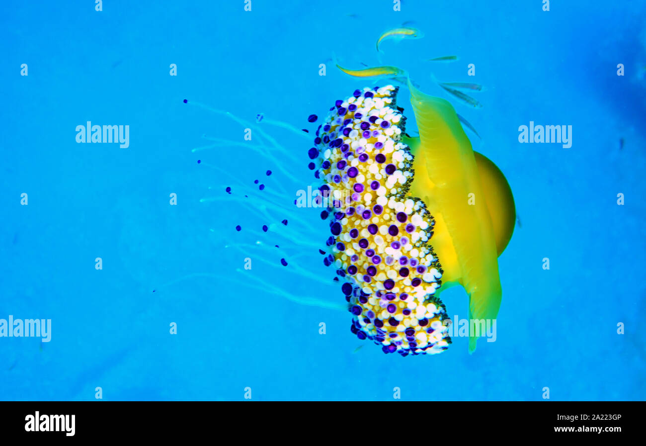 Mediterraneo uovo fritto Medusa - Cotylorhiza tuberculata Foto Stock