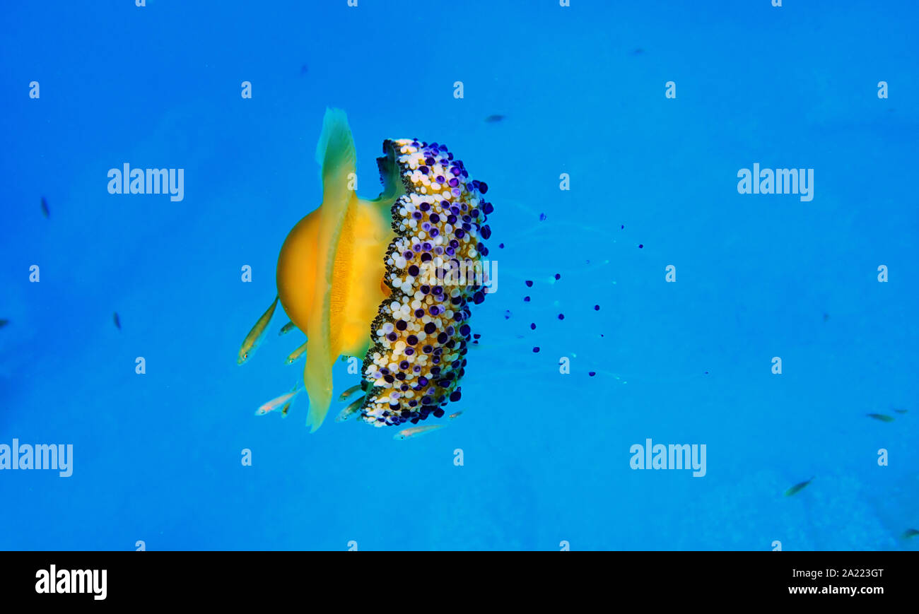 Mediterraneo uovo fritto Medusa - Cotylorhiza tuberculata Foto Stock