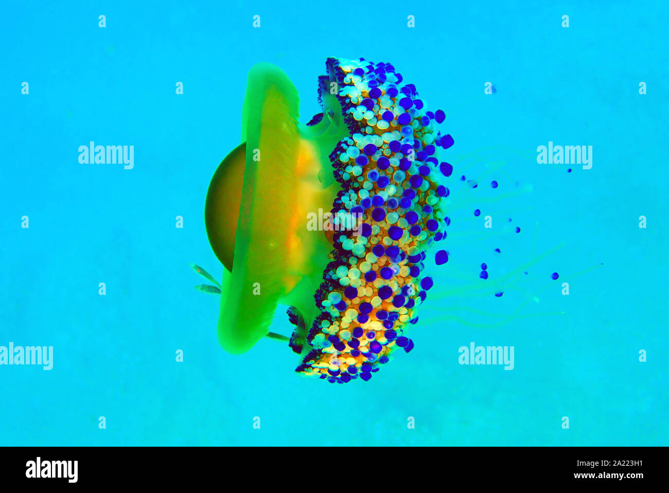 Mediterraneo uovo fritto Medusa - Cotylorhiza tuberculata Foto Stock