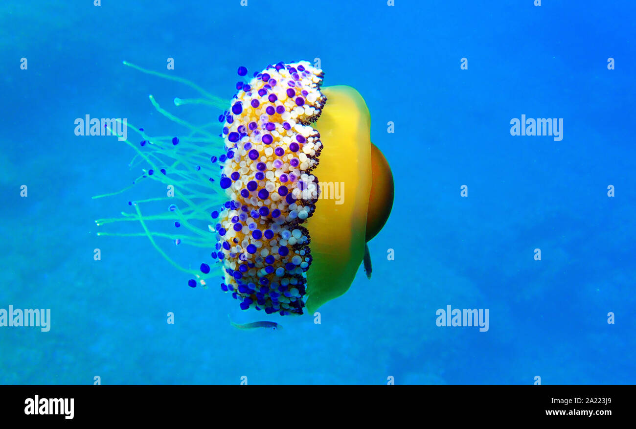 Mediterraneo uovo fritto Medusa - Cotylorhiza tuberculata Foto Stock