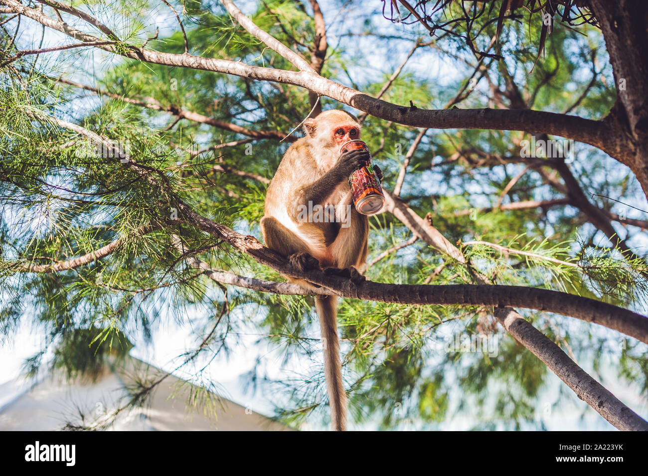Monkey bere soda su un ramo di albero Foto Stock
