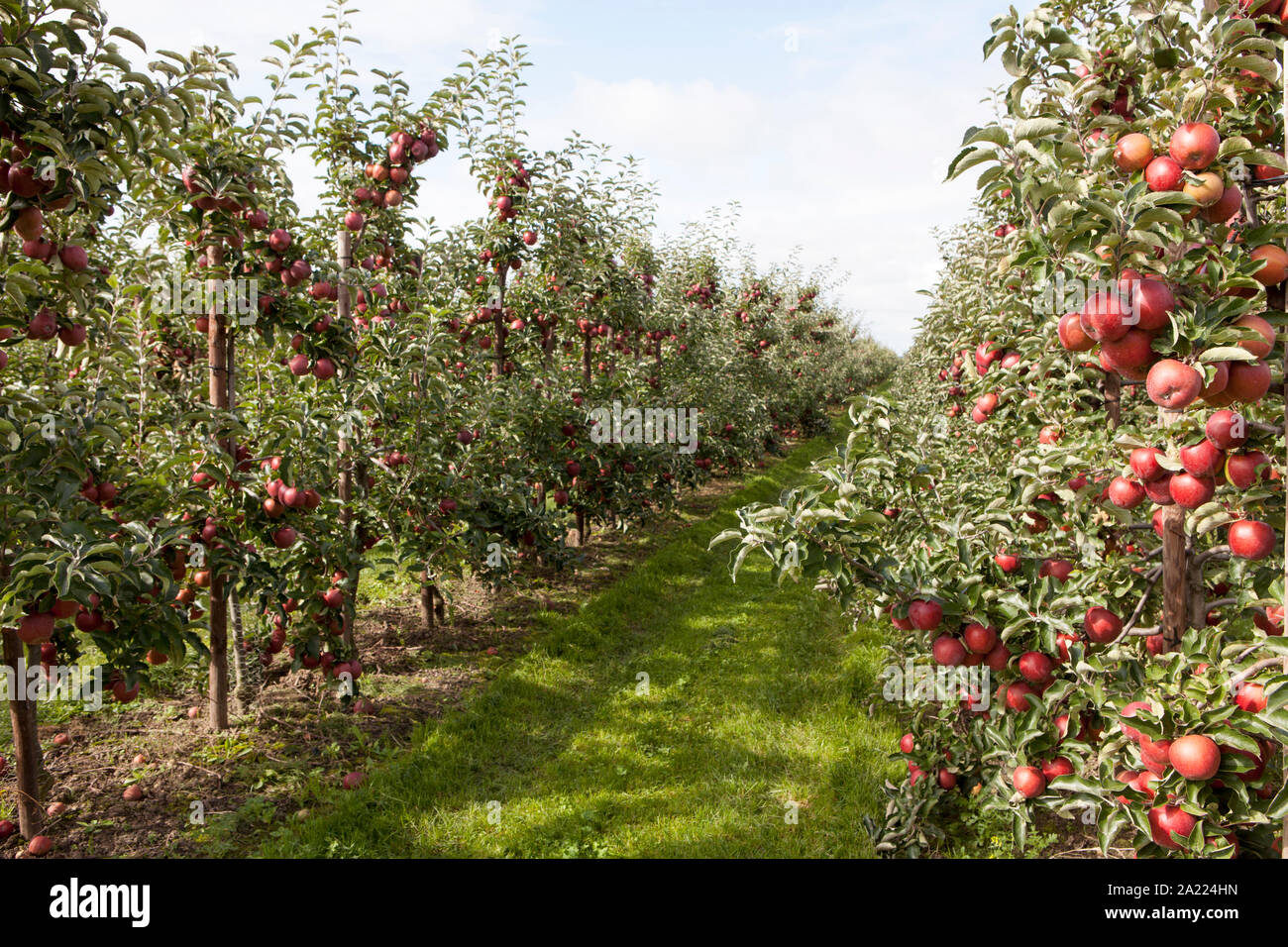 Red mele mature, piantagione di apple, Altes Land Bassa Sassonia, Germania, Europa Foto Stock