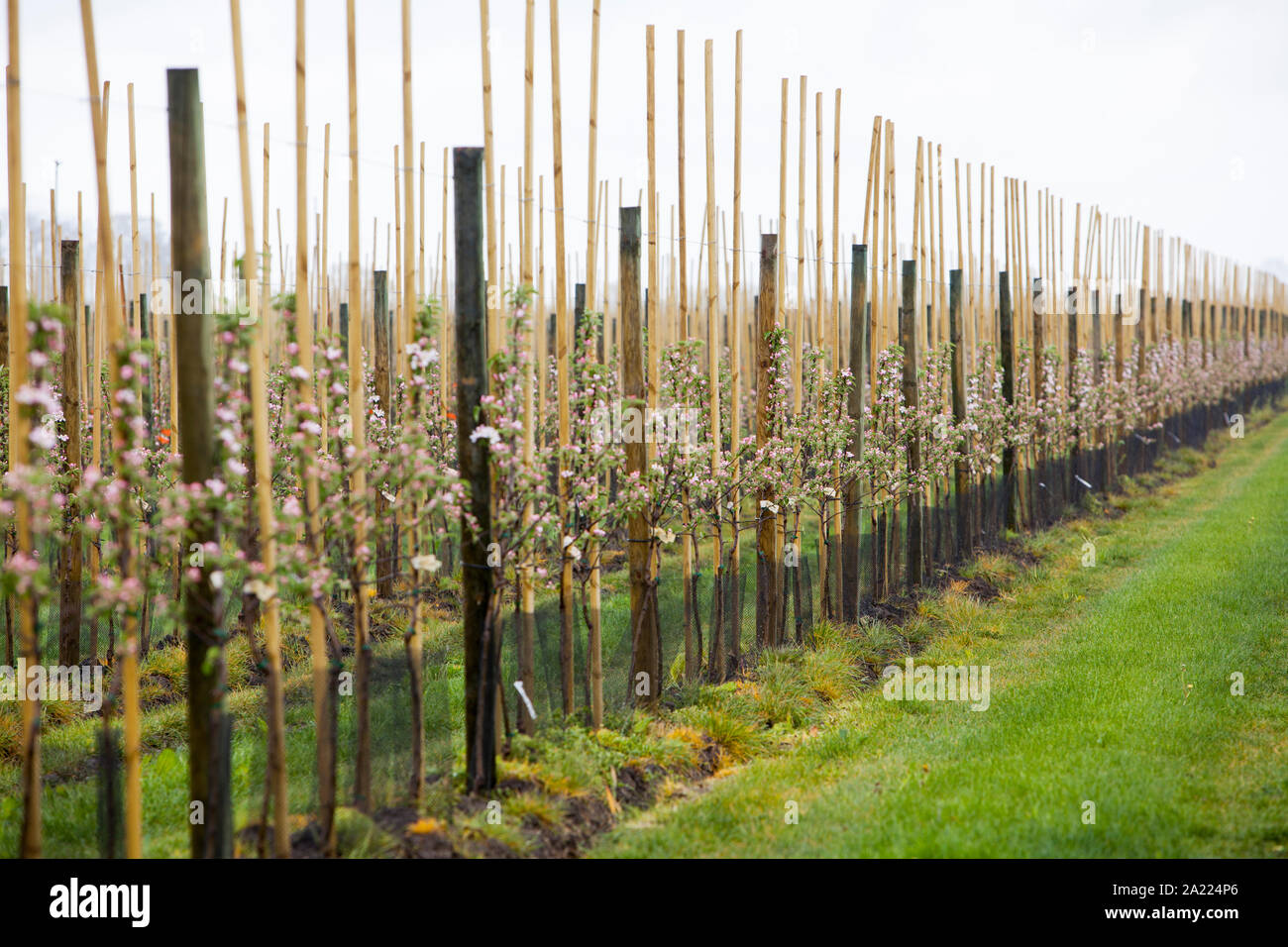 La piantagione di Apple, Altes Land Bassa Sassonia, Germania, Europa Foto Stock