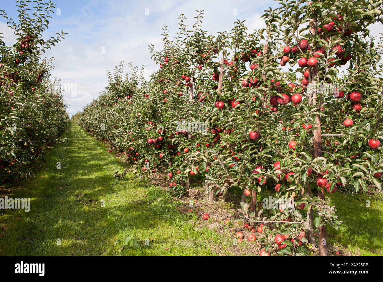 Red mele mature, piantagione di apple, Altes Land Bassa Sassonia, Germania, Europa Foto Stock