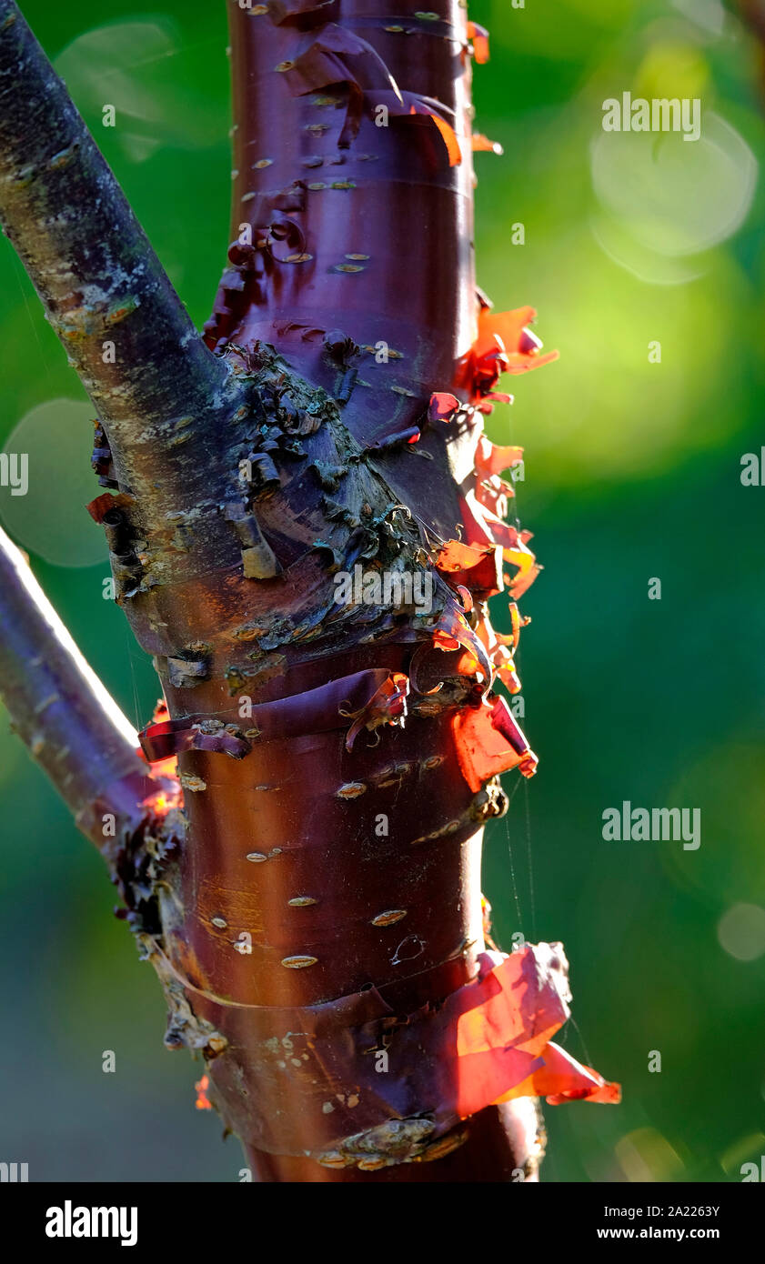 Corteccia rosso tibetano in ciliegio Foto Stock