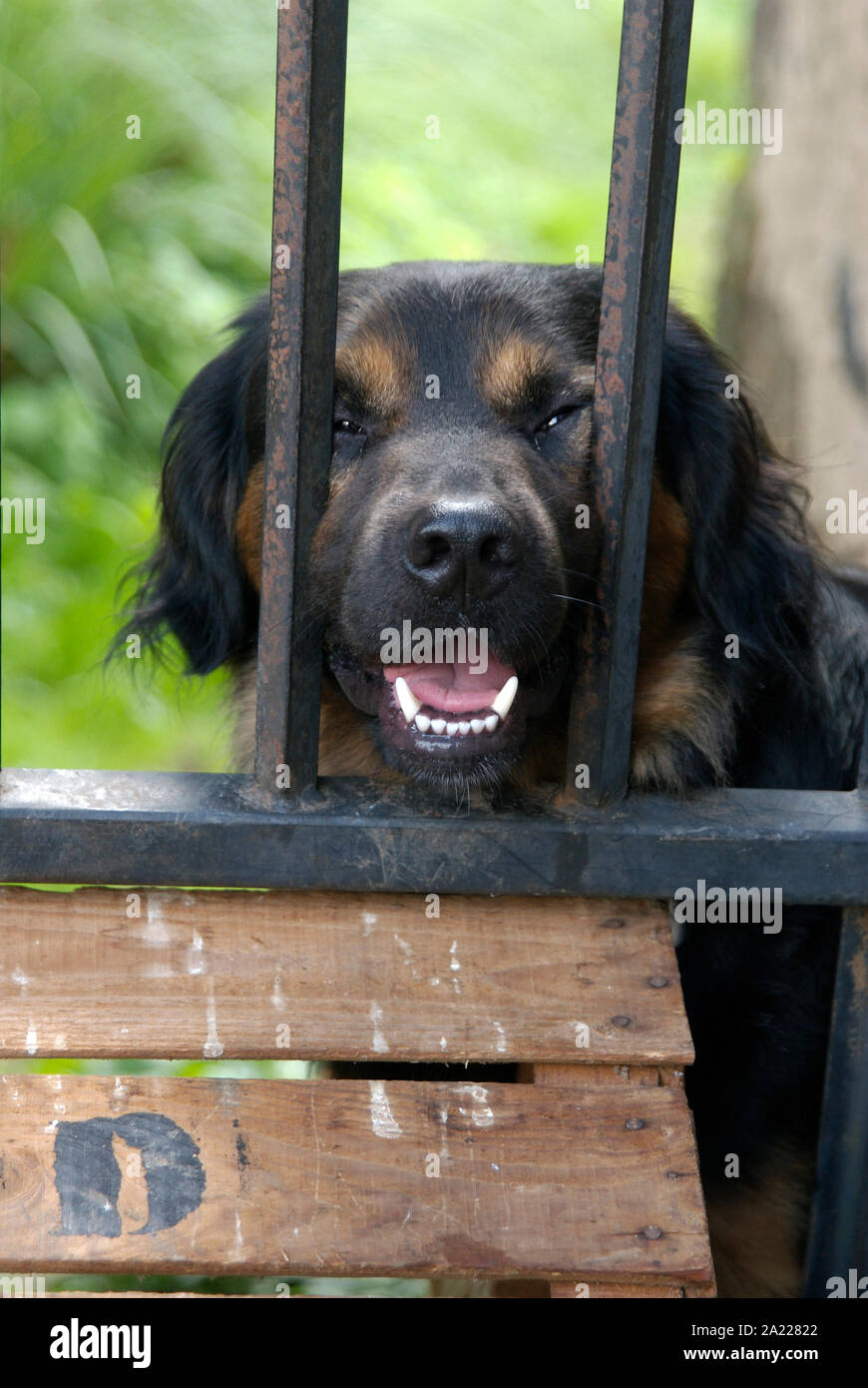 Cane aggressivo a un cancello del giardino Foto Stock