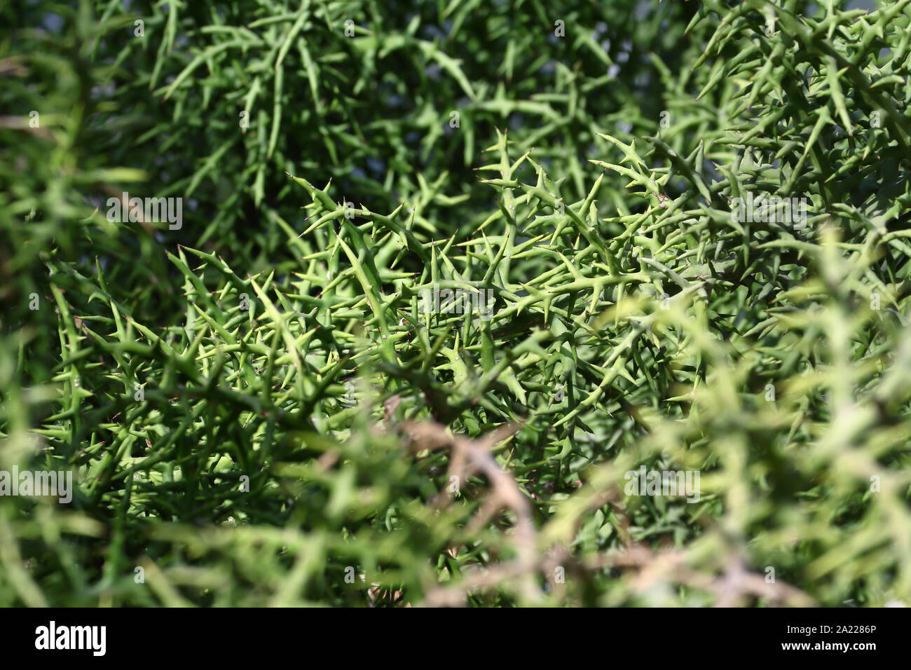 Fitta thorn bush sullo sfondo di un "Stiver Canneto (Euphorbia stenoclada)" nativo del Madagascar Foto Stock