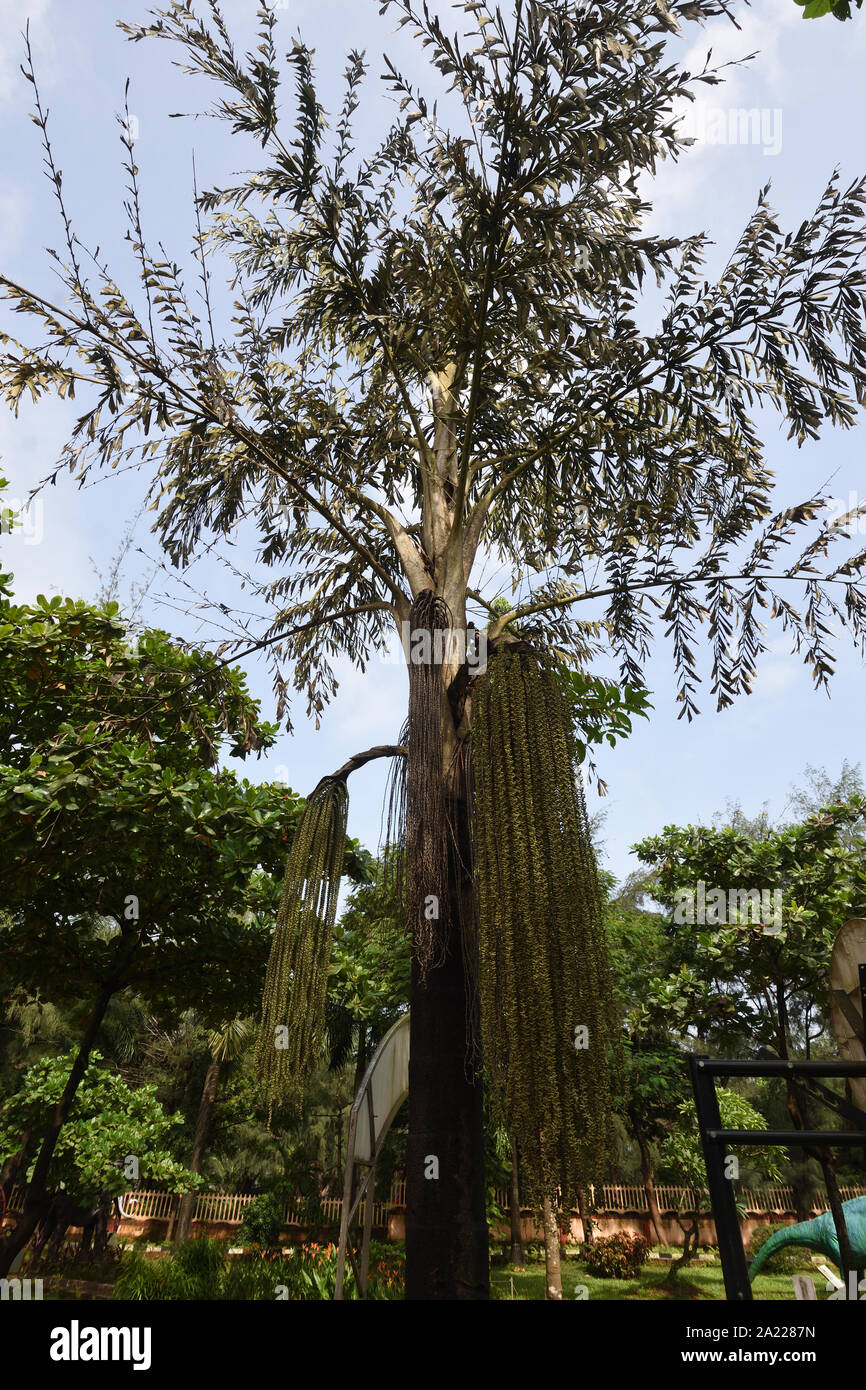 Giovani Palm tree, Panaji, Goa, India. Foto Stock