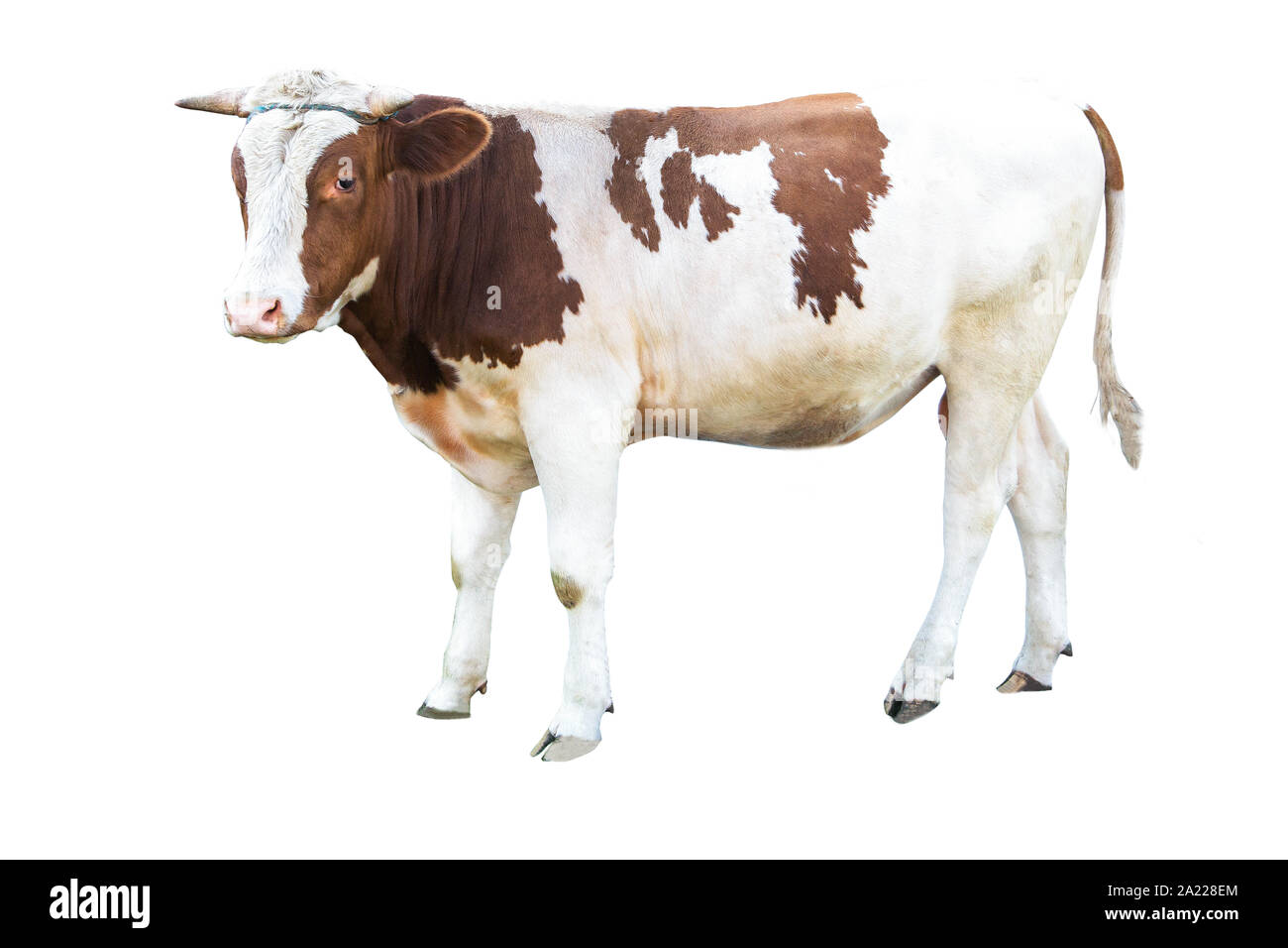 Enorme forte bella bull su sfondo bianco in una fattoria di animali di allevamento, big bull Foto Stock