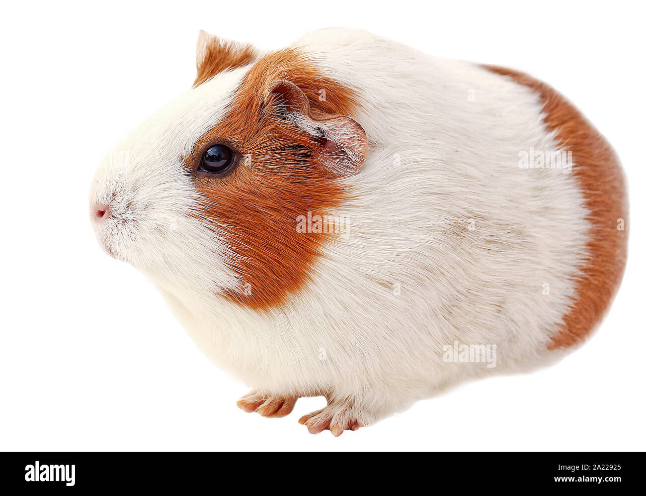 La cavia, marrone cavia, orecchioni su sfondo bianco Foto Stock