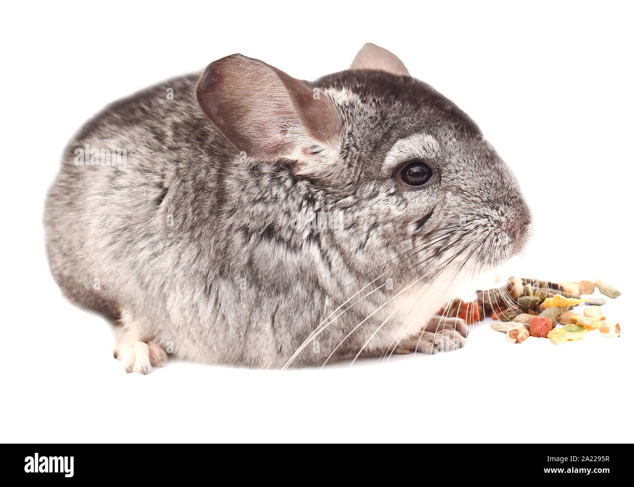 Chinchilla. chinchilla seduto su sfondo bianco, bella chinchilla Foto Stock