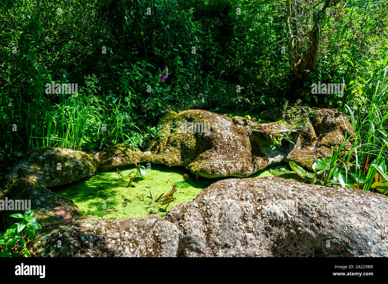 Abbondante verde-giallo lenticchie d'acqua galleggia sulla superficie di un piccolo pool statico racchiuso da sponde rocciose circondata dal verde lussureggiante vegetazione naturale Foto Stock