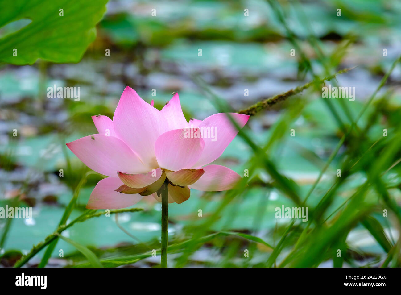 Rosa fiore di loto con soft messa a fuoco selettiva e di foglie di sfocatura dello sfondo. Royalty di alta qualità gratuitamente stock immagine di un bel colore rosa fiore di loto. Foto Stock