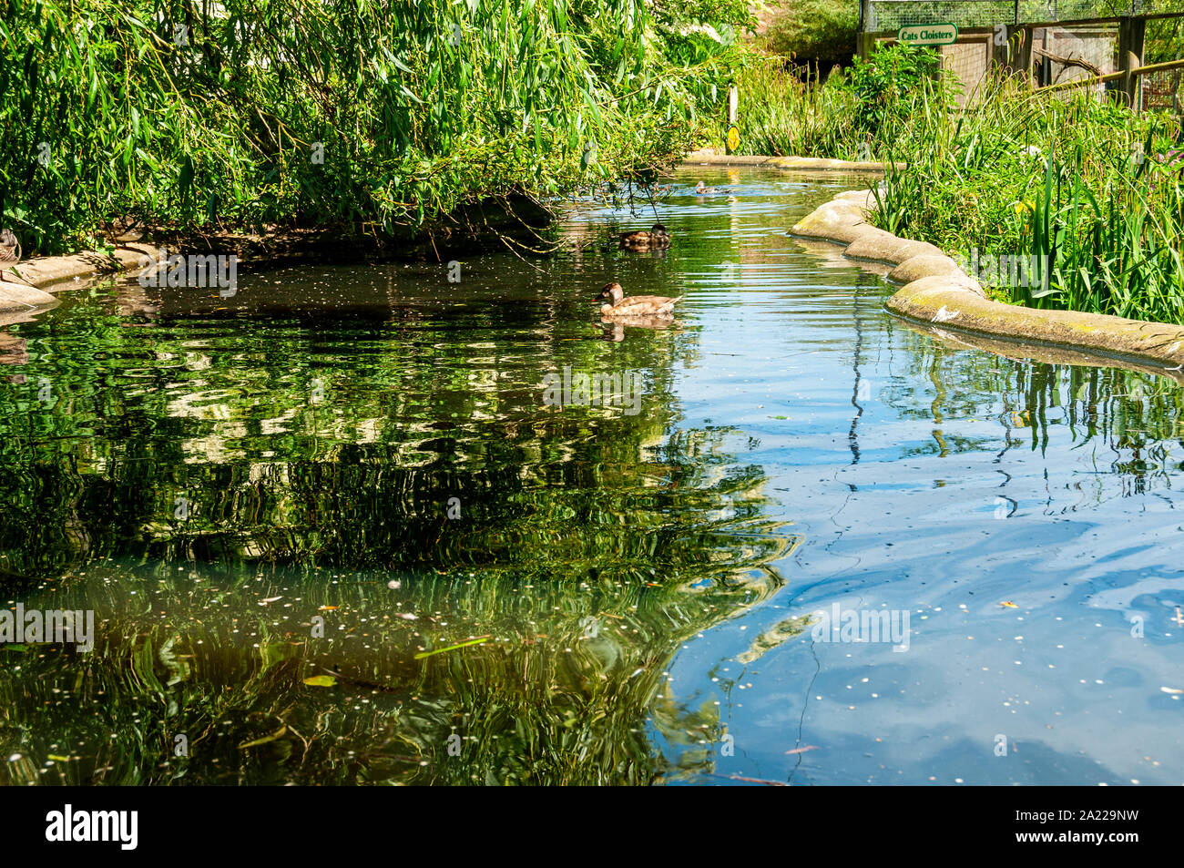 Anatre nuotare tranquillamente in estate il sole in un calcestruzzo refilato Duck Pond con reed letti su un lato e il verde lasciava salici finale sull'altro Foto Stock