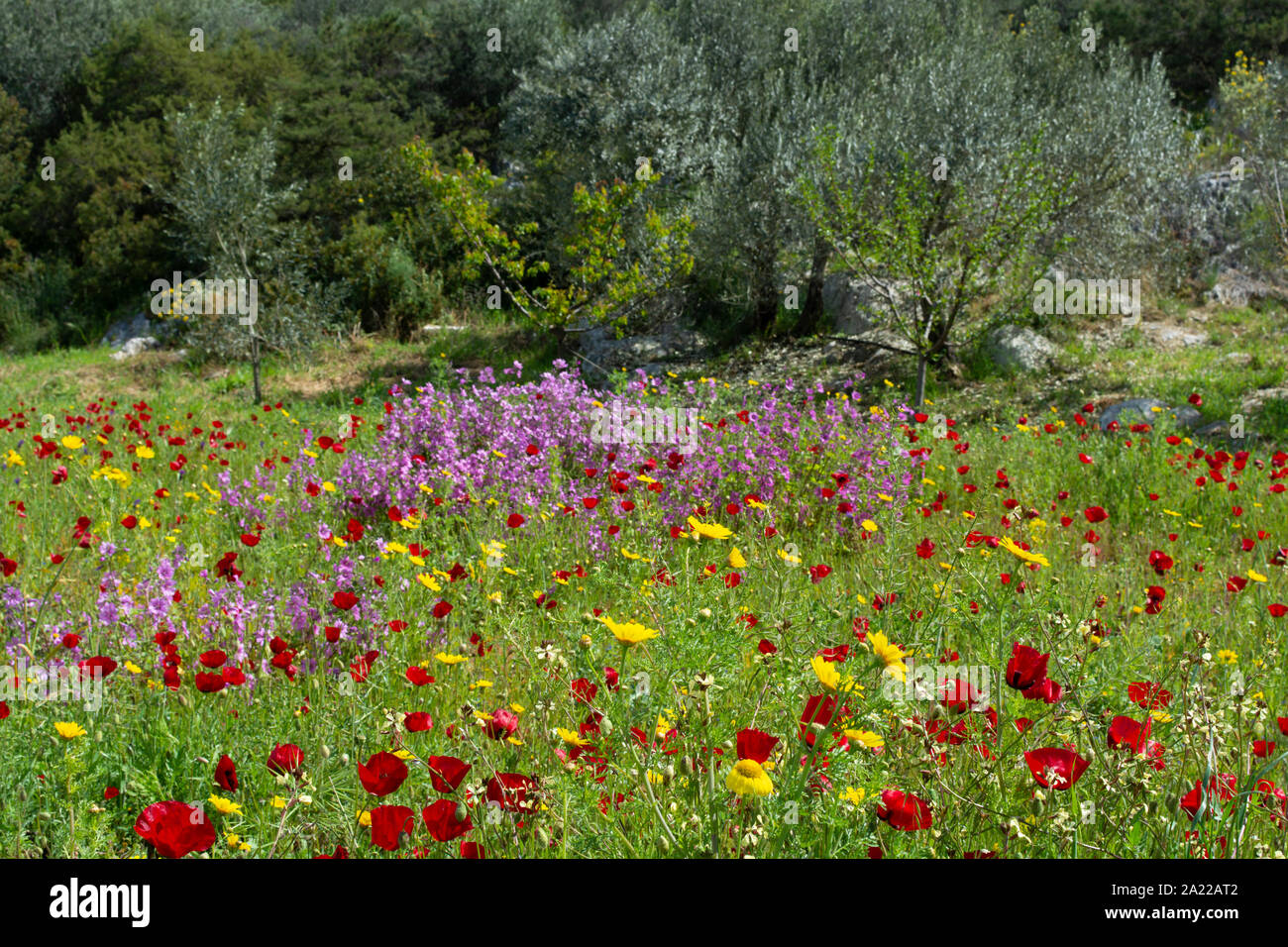 La molla colorato sfondo floreale, prato con la fioritura di animali selvatici e papavero rosso fiori, Peloponneso in aprile, Grecia Foto Stock