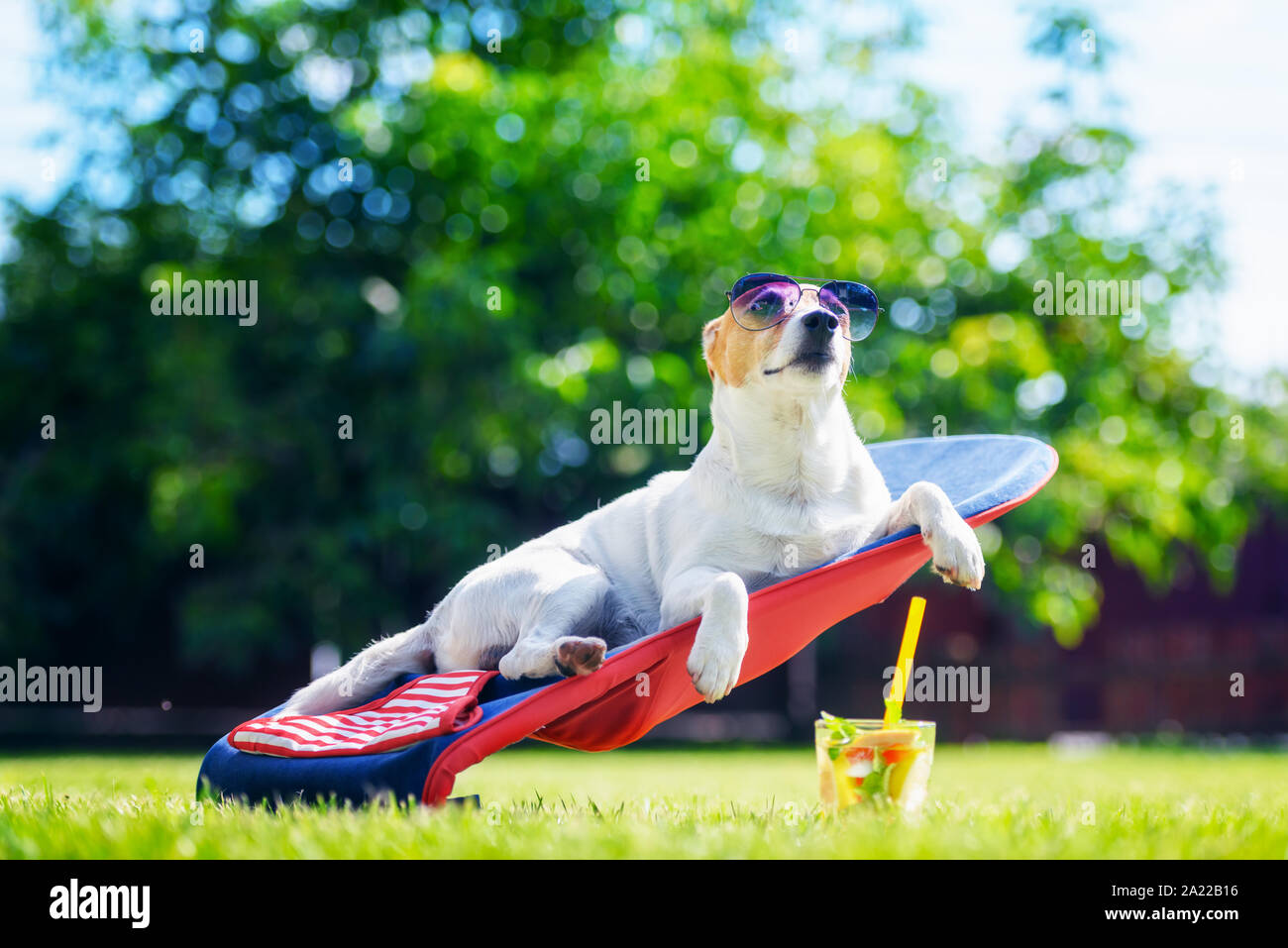 Jack Russel terrier cane giace su una sedia a sdraio con cocktail in occhiali da sole. Rilassatevi e concetto di vacanza Foto Stock