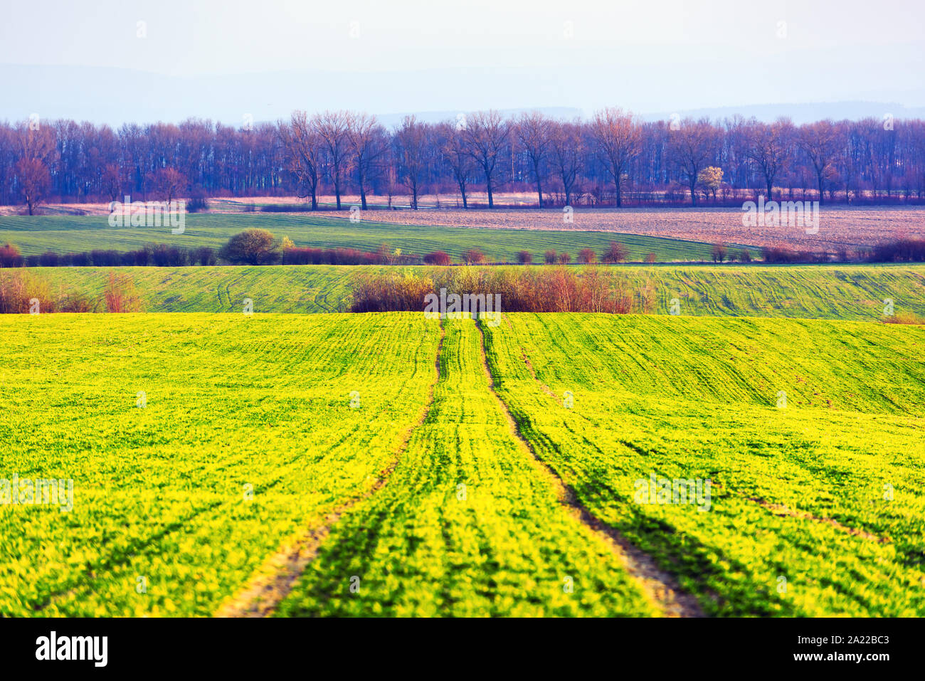 Righe verdi del giovane grano su agricoltura moravo campo in primavera, Repubblica Ceca Foto Stock