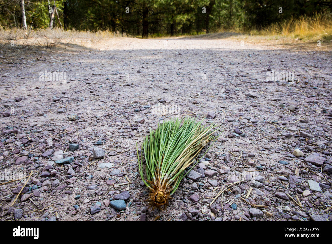 Ponderosa Pine aghi nel mezzo di un sentiero escursionistico nei pressi di Missoula. Foto Stock