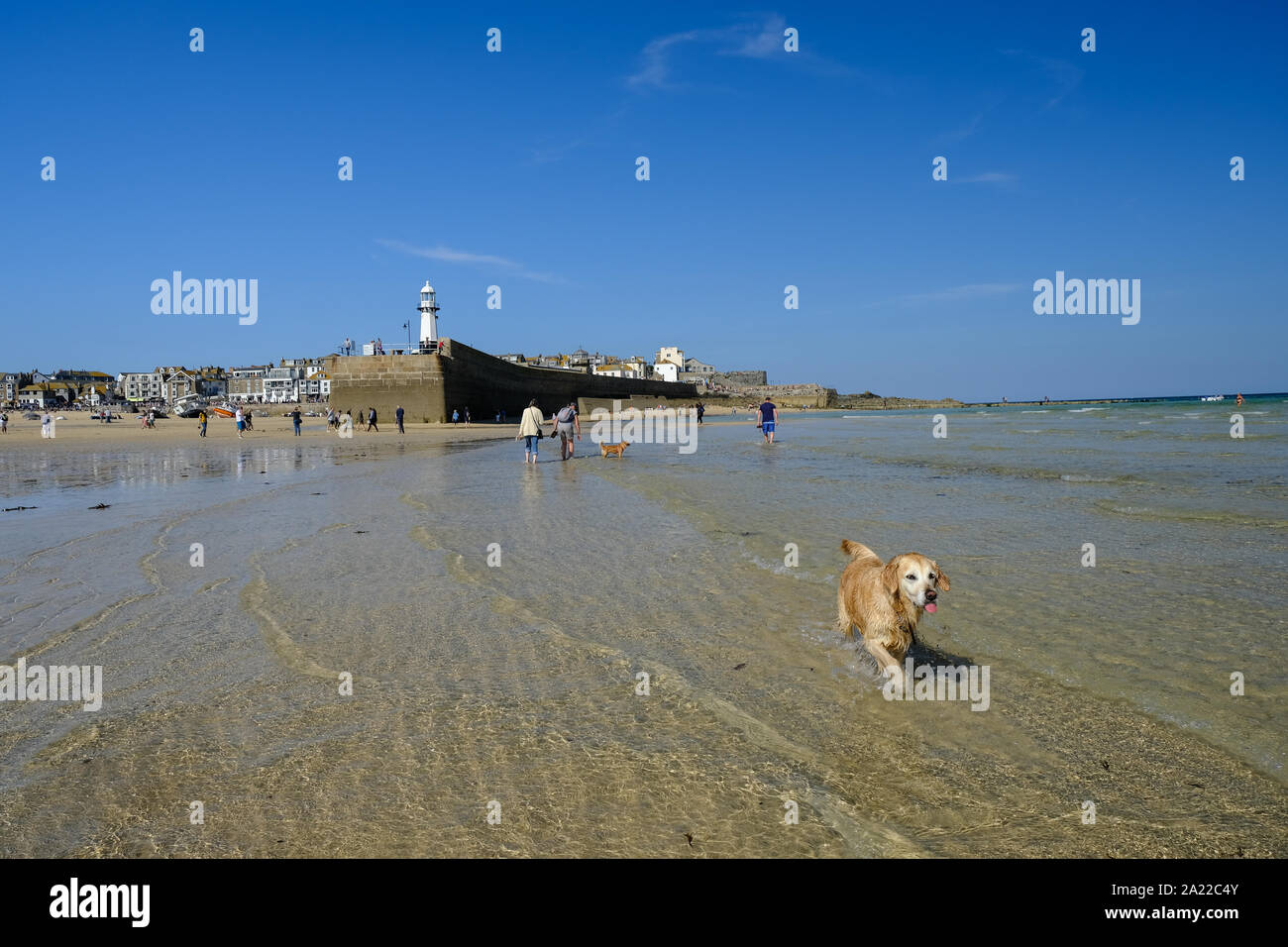 Un cane per godersi la spiaggia a St Ives in Cornovaglia Foto Stock