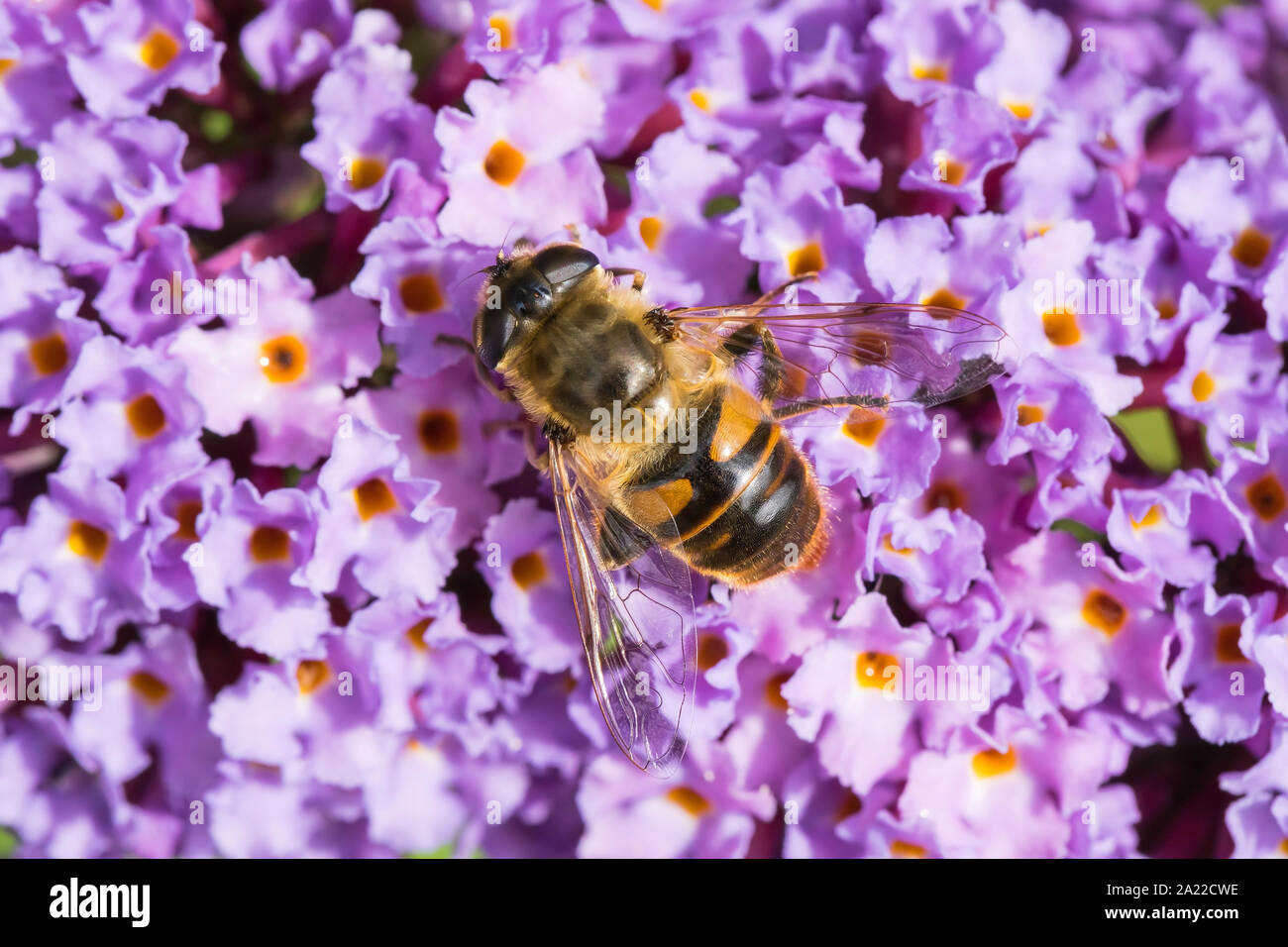Drone Fly nectaring su Buddleia Foto Stock