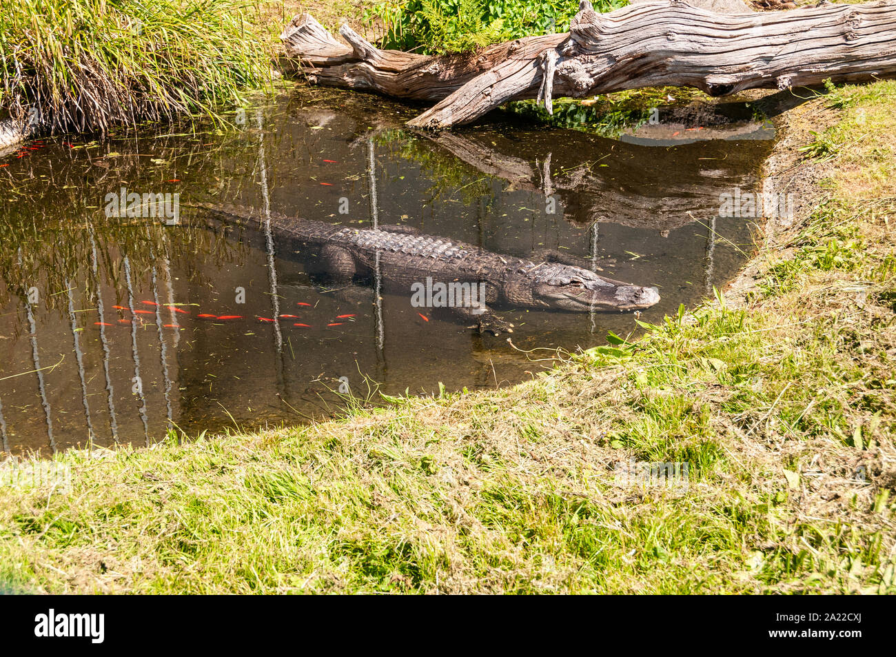 Un alligatore poggia sul suo lato inferiore, arti sparsi, in corrispondenza del bordo poco profonda di un naturale cercando piscina, metà fuori dall'acqua, assorbendo la luce del sole Foto Stock