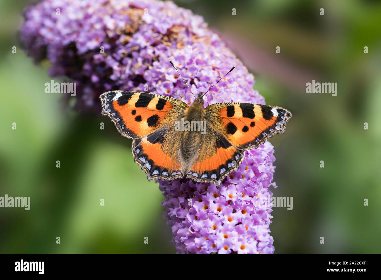 Piccola Tartaruga Butterfly nectaring su Buddleia Foto Stock