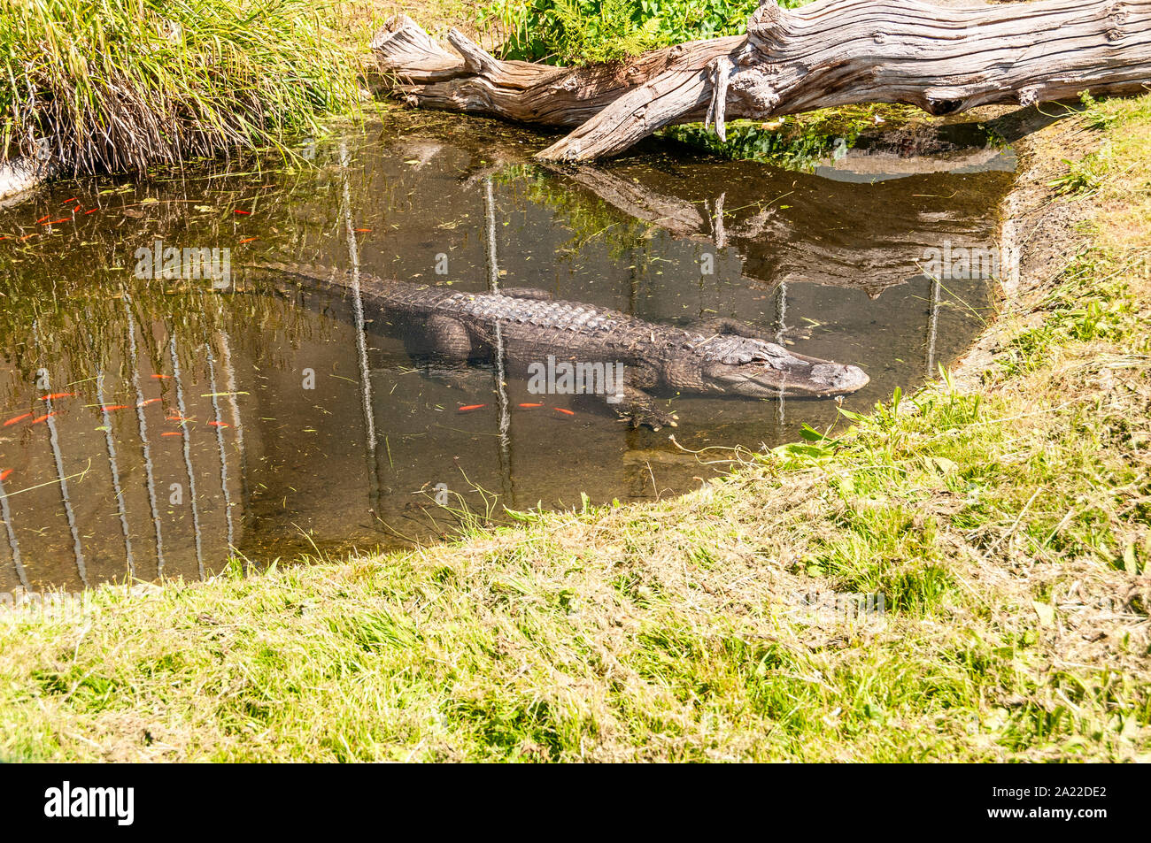 Un alligatore poggia sul suo lato inferiore, arti sparsi, in corrispondenza del bordo poco profonda di un naturale cercando piscina, metà fuori dall'acqua, assorbendo la luce del sole Foto Stock