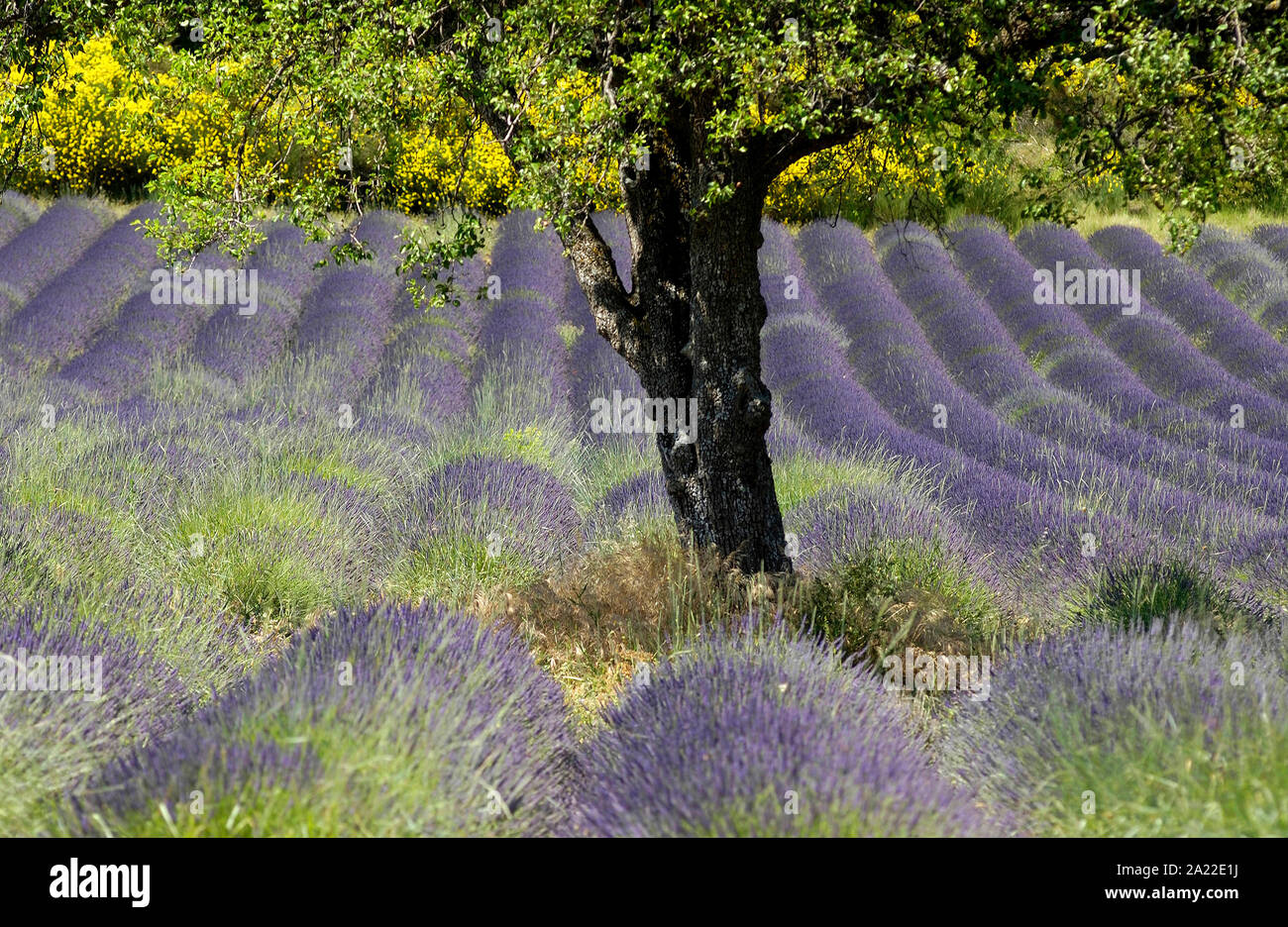 Albero in un campo di lavanda in Provenza, Vaucluse, Provence-Alpes-Côte d'Azur, in Francia Foto Stock