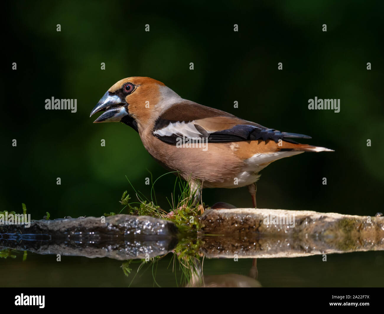 Hawfinch (Coccothraustes coccothraustes) seduto in autunno erba sul terreno e osservando i suoi dintorni Foto Stock