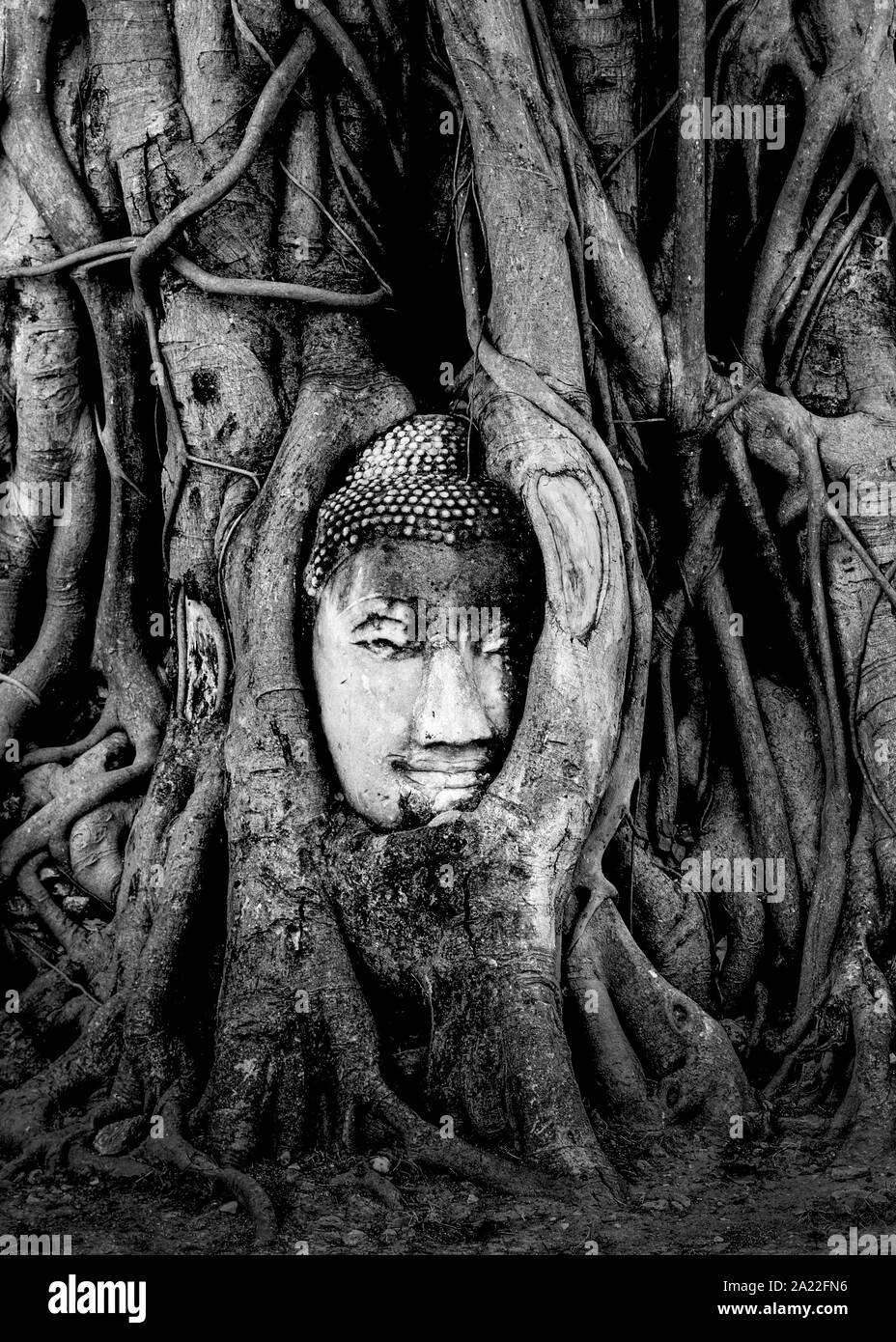 Testa del Budda nelle radici di un vecchio albero Foto Stock