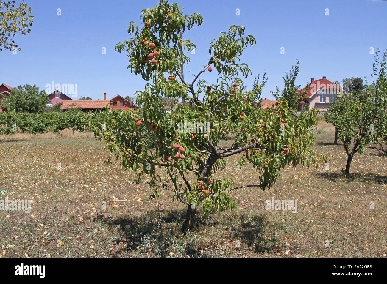 Lunghezza completa di un albero di pesco, Prunus persica, in distilleria locale vicino Kaldovo, Serbia. Foto Stock