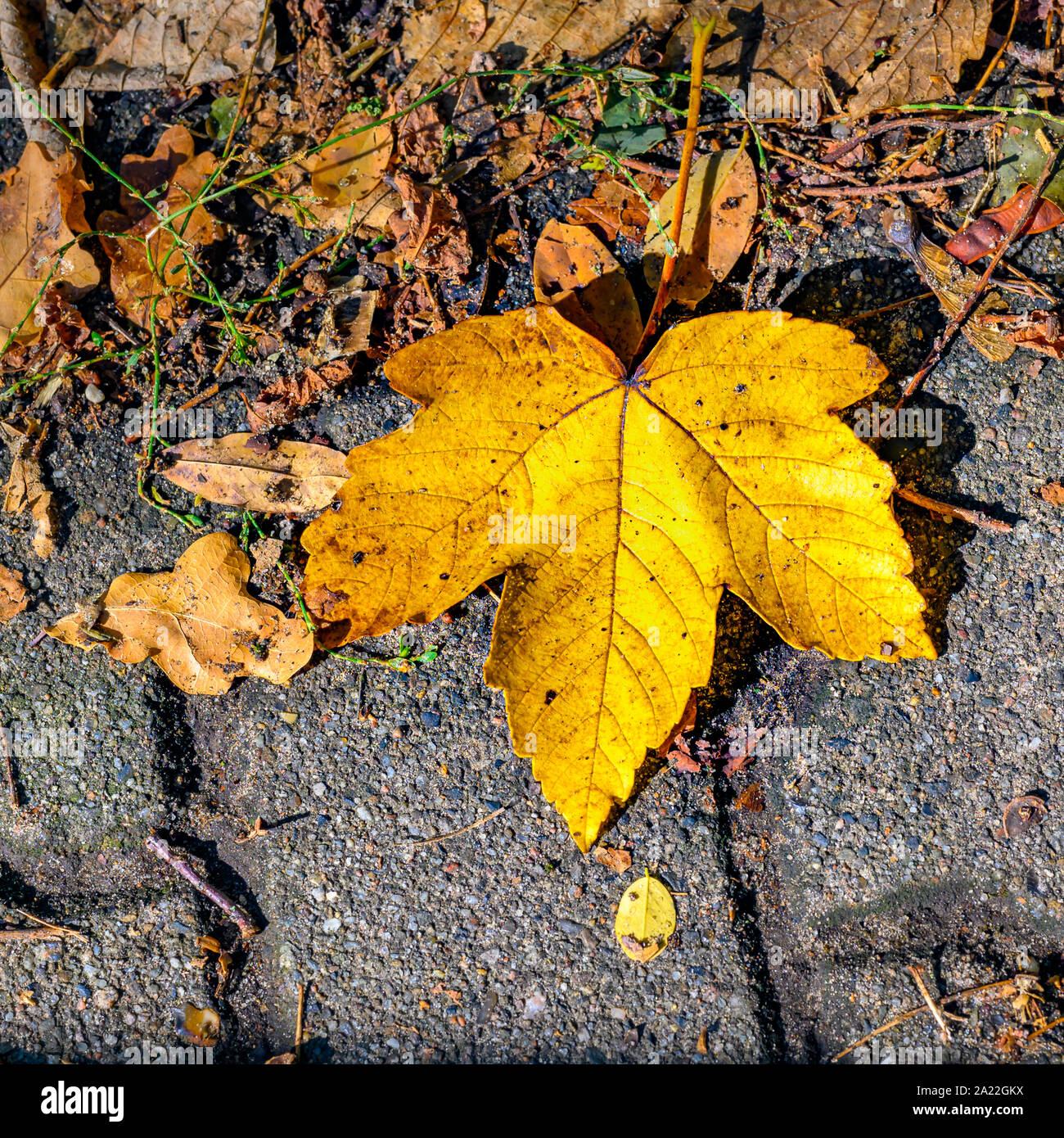 Giallo autunno-Golden Leaf, che giace sulle pietre di un modo ed è illuminata dal sole. Foto Stock