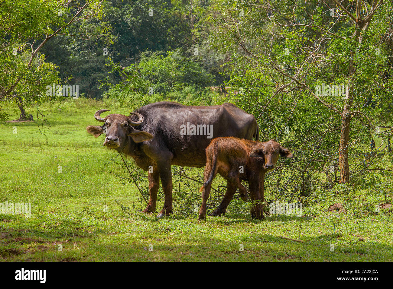 Buffalo con un vitello al margine della foresta. Sri Lanka Foto Stock Buffalo con un vitello al margine della foresta. Sri Lanka Foto Stock