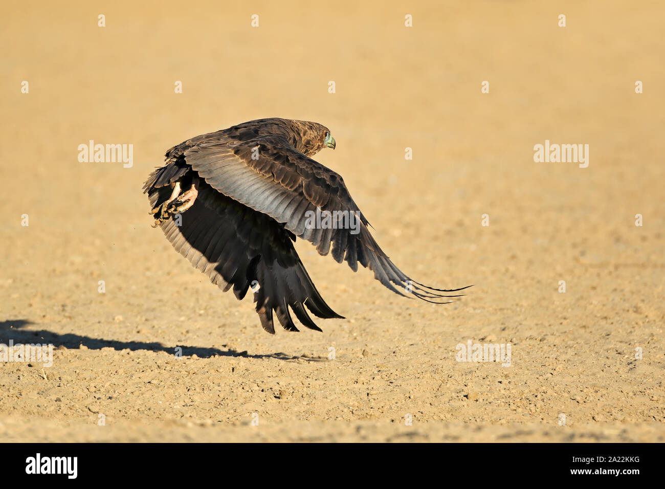 Immaturo Bateleur eagle (Terathopius ecaudatus) in volo, Sud Africa Foto Stock