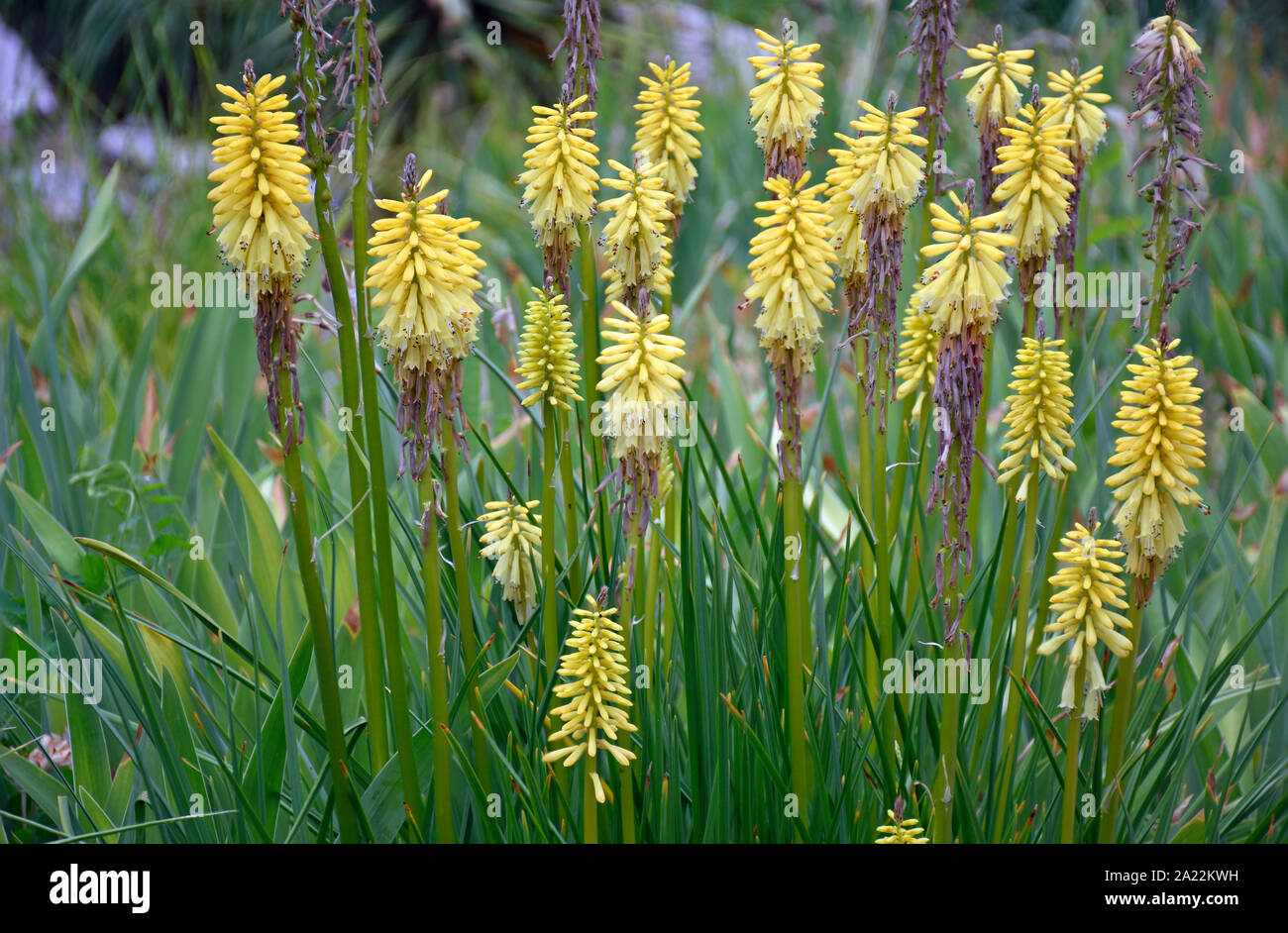 Torcia Tritoma Gigli dall Africa fotografato presso i giardini botanici in Nuovo Messico Foto Stock