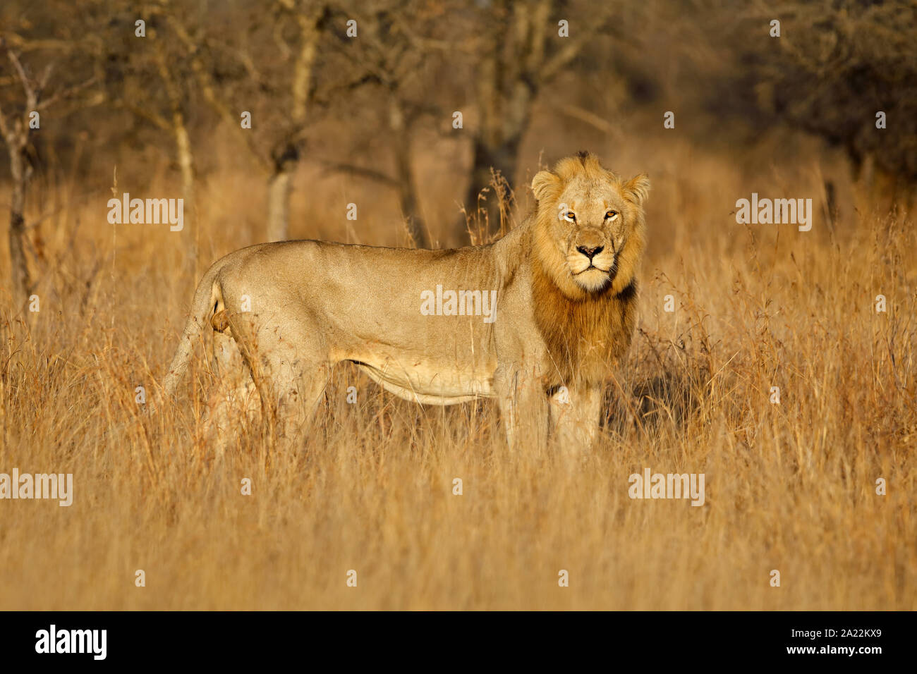 Grande maschio di leone africano (Panthera leo) in habitat naturale, il Parco Nazionale Kruger, Sud Africa Foto Stock