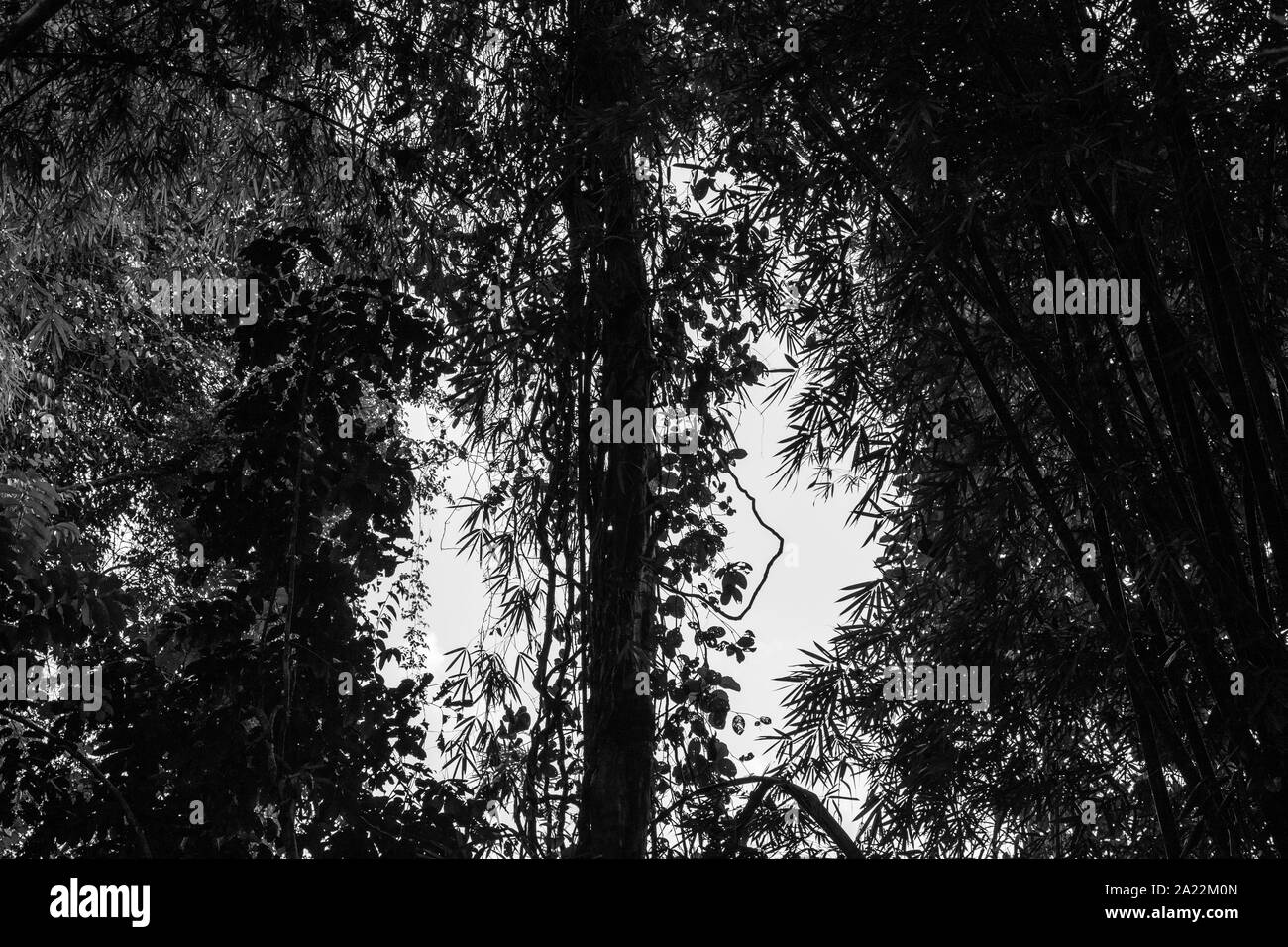 Dark in bianco e nero jungle silhouette in Khao Sok national park, Thailandia Foto Stock